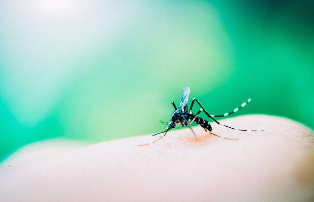 Dengue